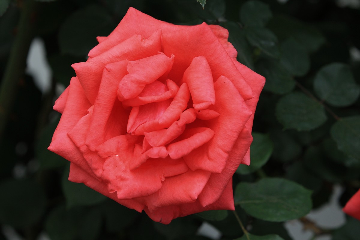 拍摄花卉一（598）