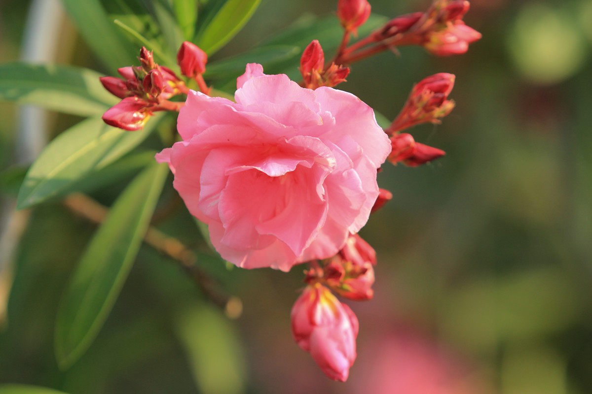 拍摄花卉一（598）