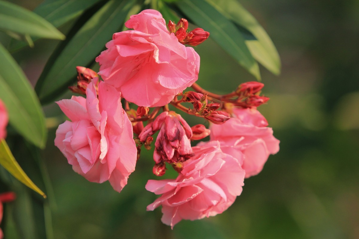 拍摄花卉一（598）