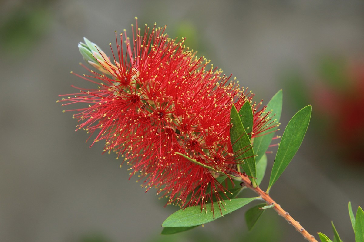 拍摄花卉一（598）