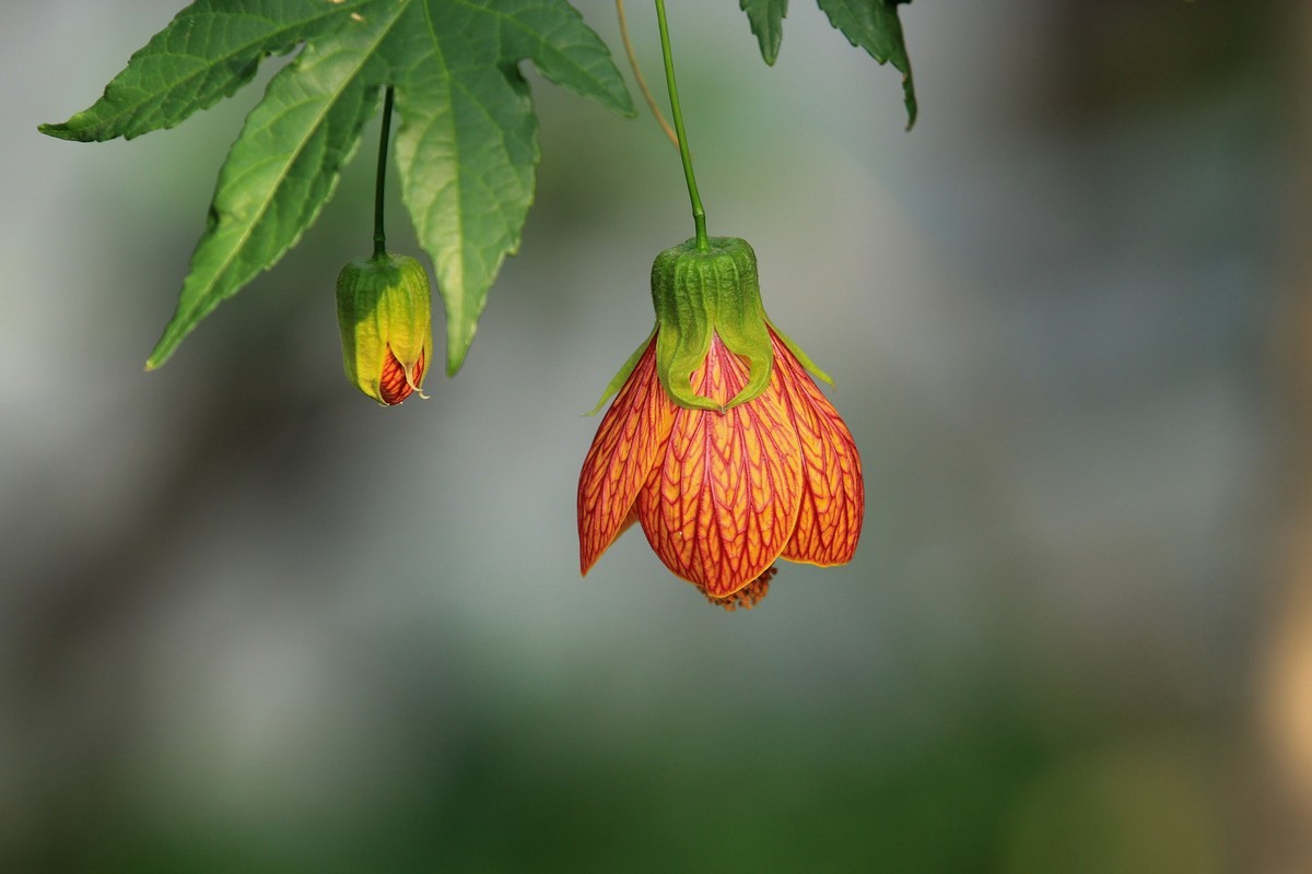 拍摄花卉一（598）