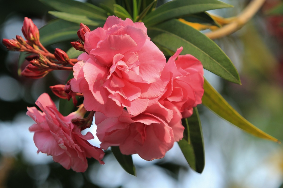 拍摄花卉一（598）