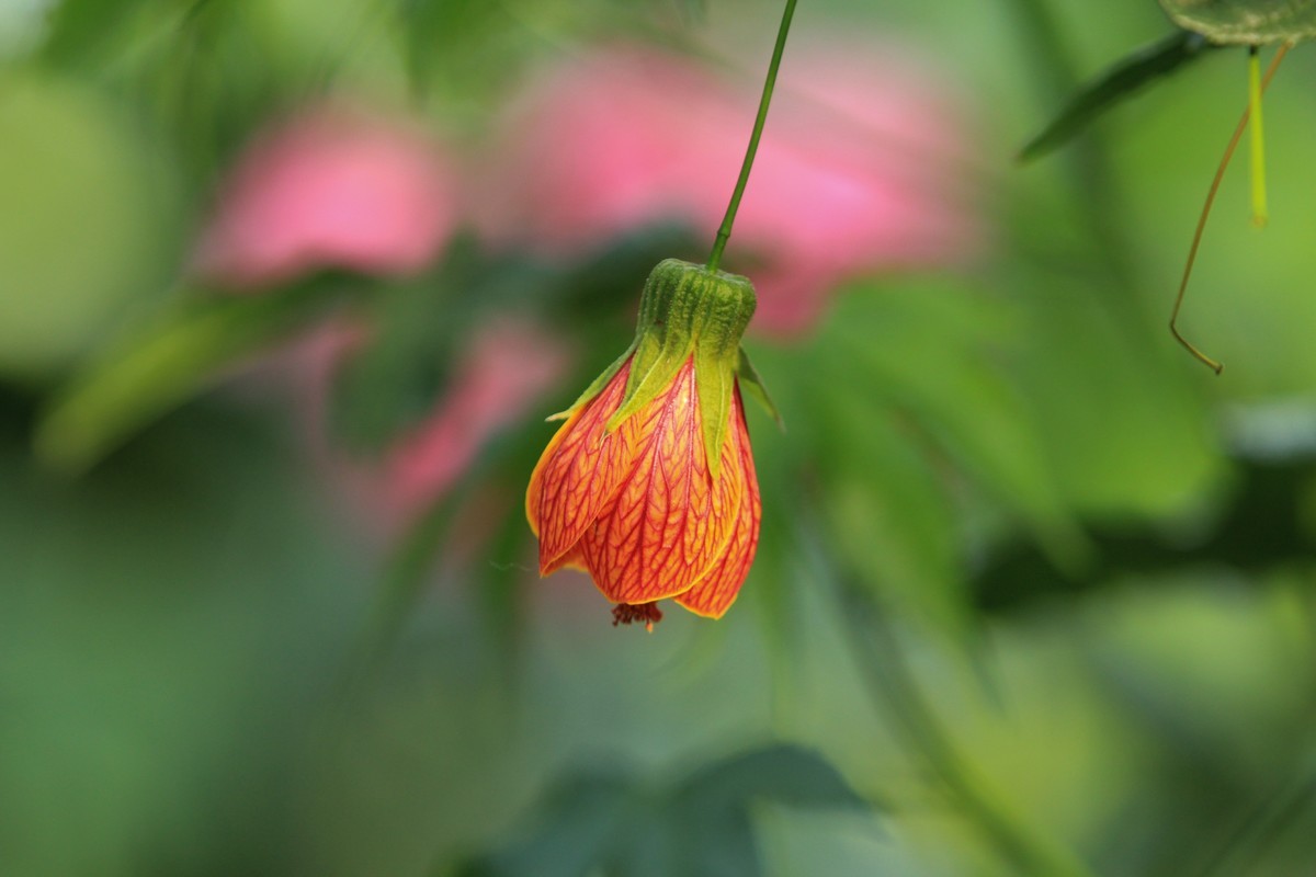 拍摄花卉一（598）