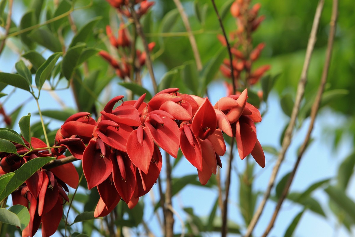 拍摄花卉一（598）