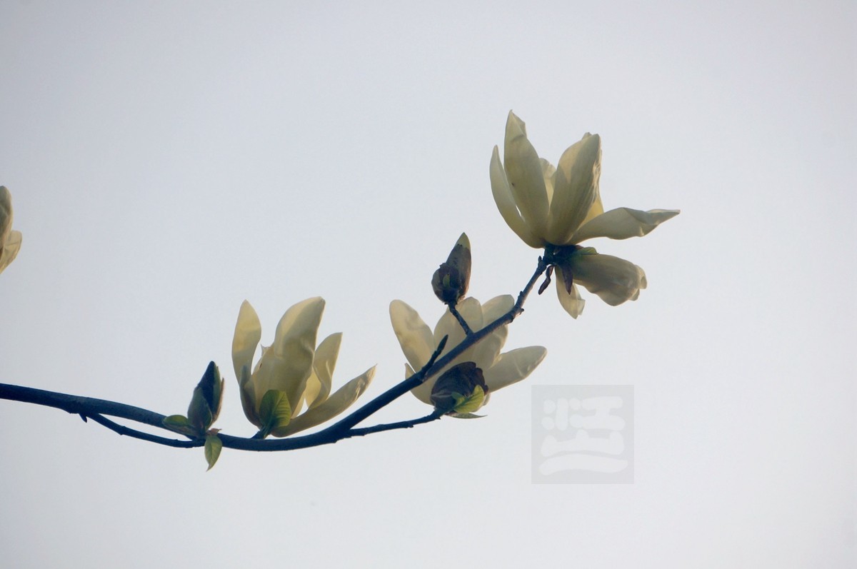 碧空笑迎玉珏开——武汉随笔