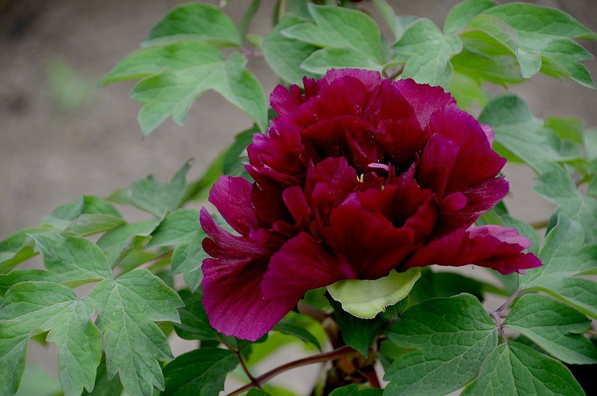 景山公园-----牡丹花（2）