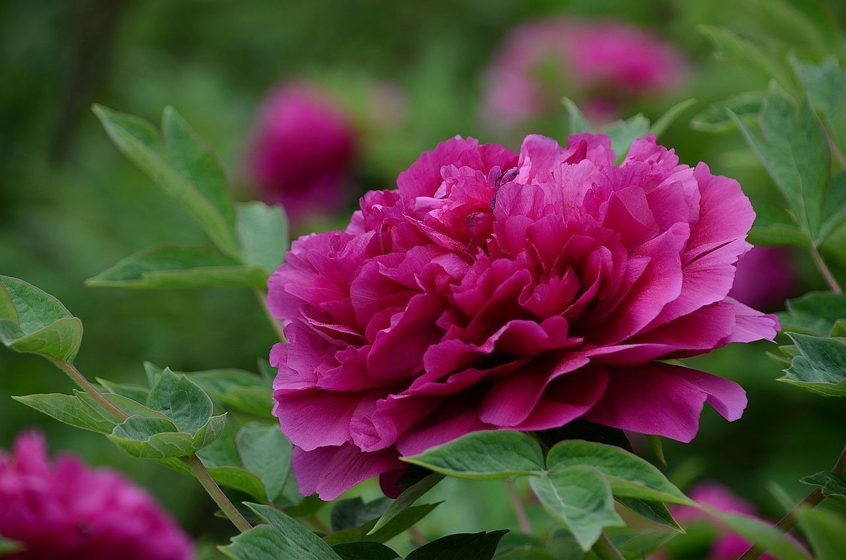 景山公园-----牡丹花（2）