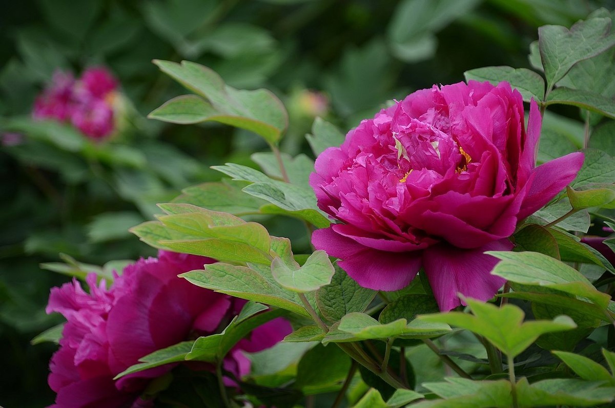 景山公园-----牡丹花（2）