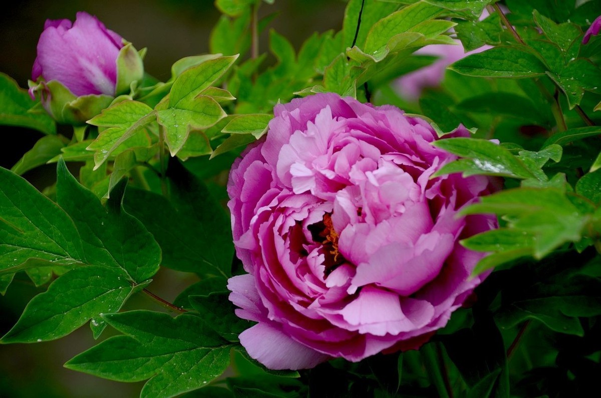 景山公园-----牡丹花（2）