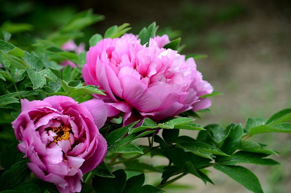 景山公园-----牡丹花（2）