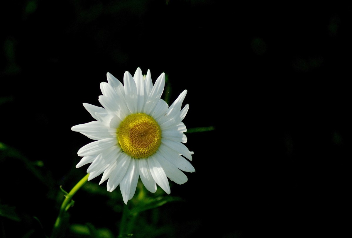 〖 逆 光 小 白 菊 〗祝影友们节日快乐！