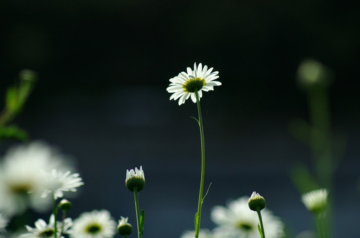 〖 逆 光 小 白 菊 〗祝影友们节日快乐！