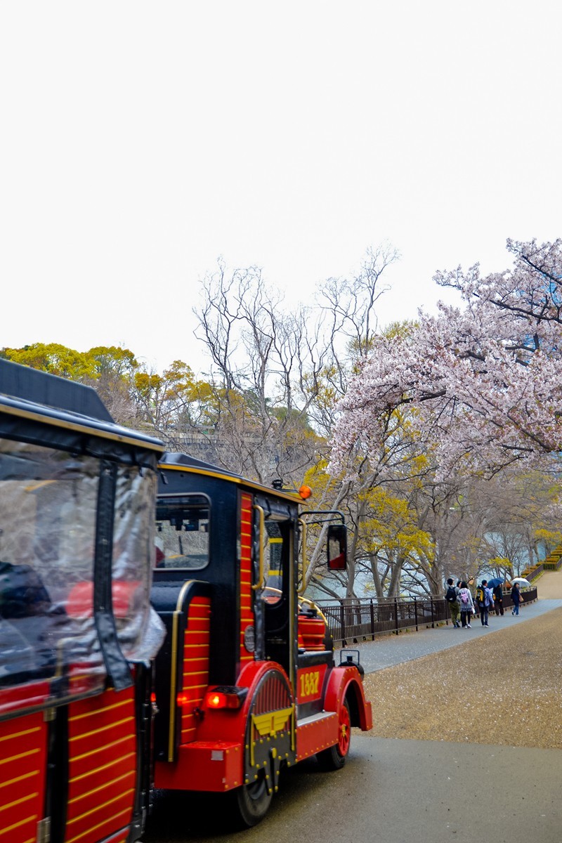 2019年樱花随拍-0929-21