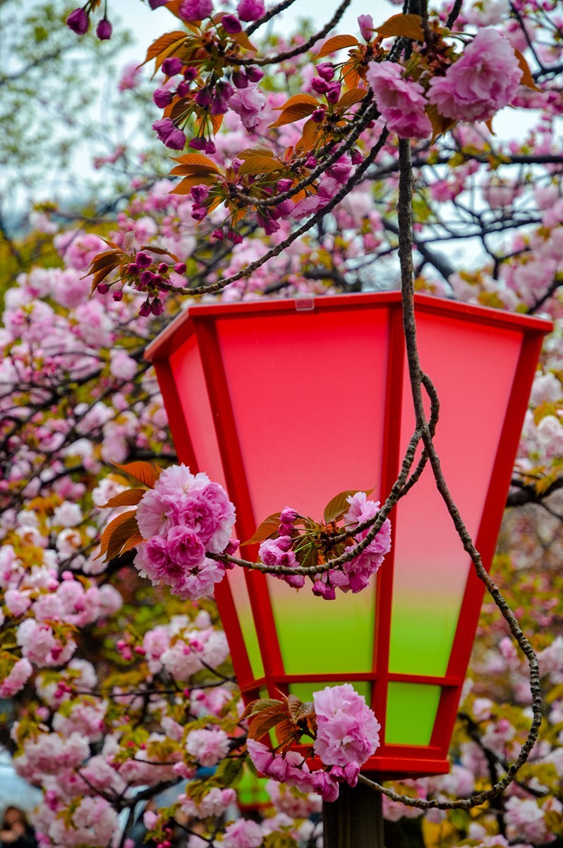 2019年樱花随拍-0929-21