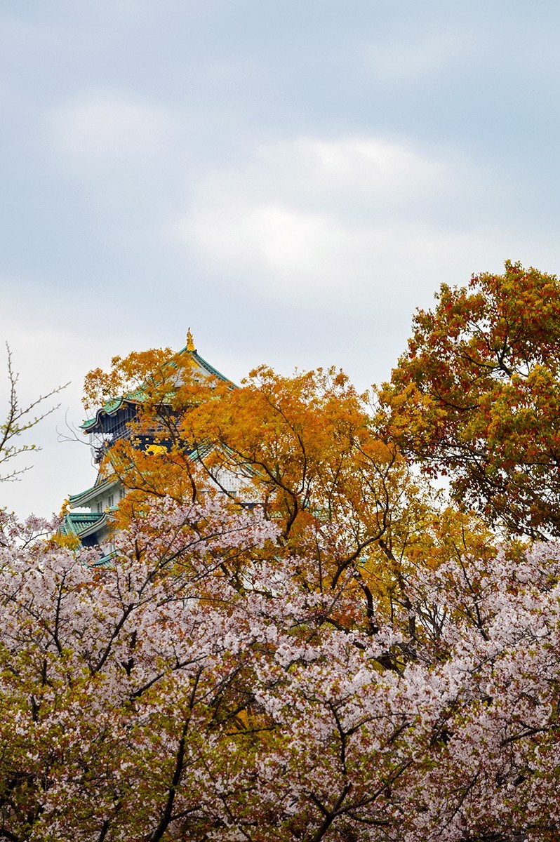 2019年樱花随拍-0929-21