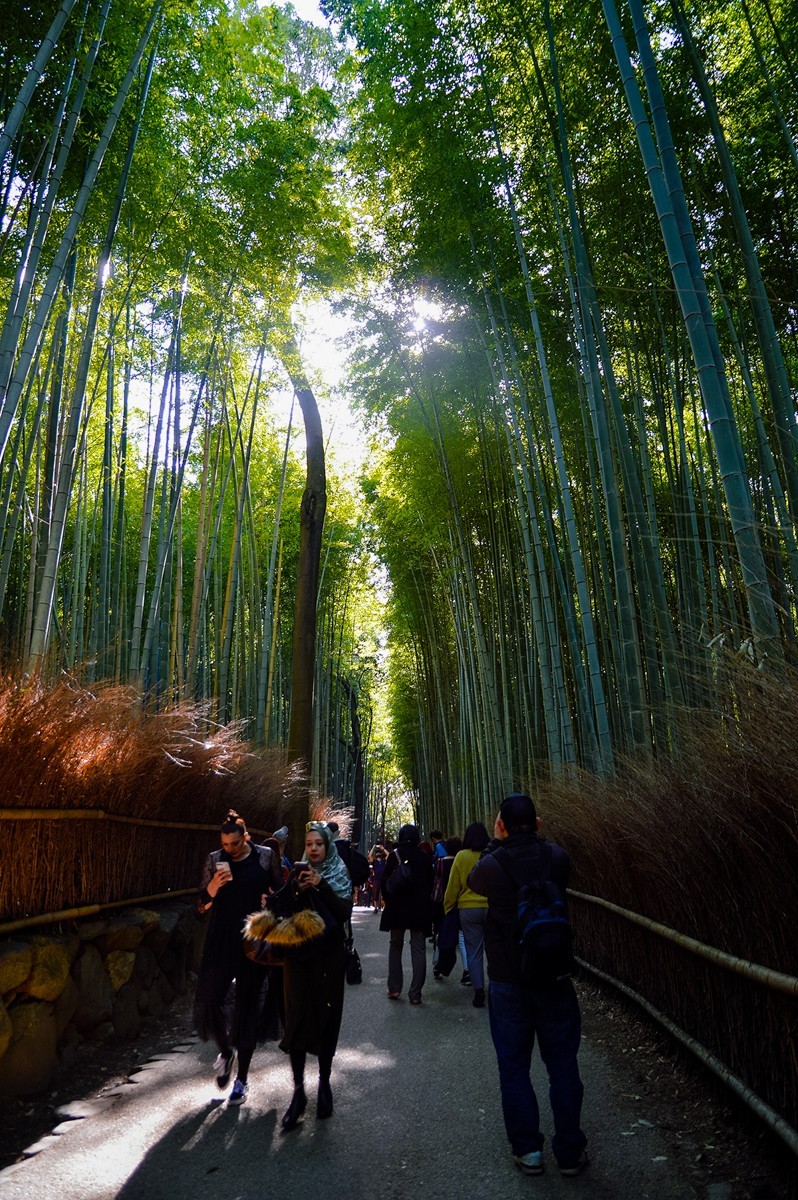 2019年樱花随拍-0929-21