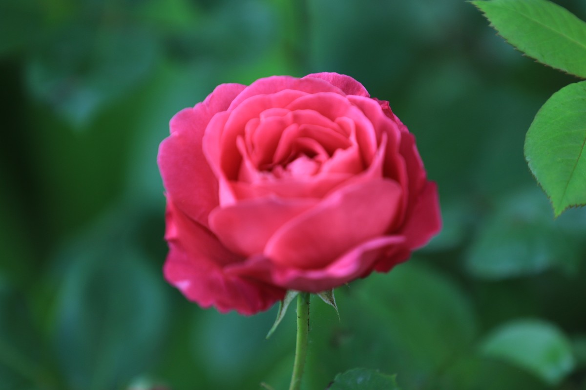 两机相比同样不差