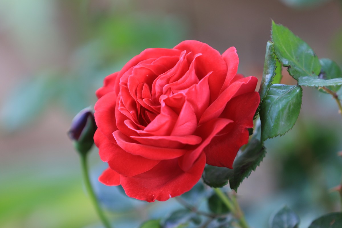 两机相比同样不差