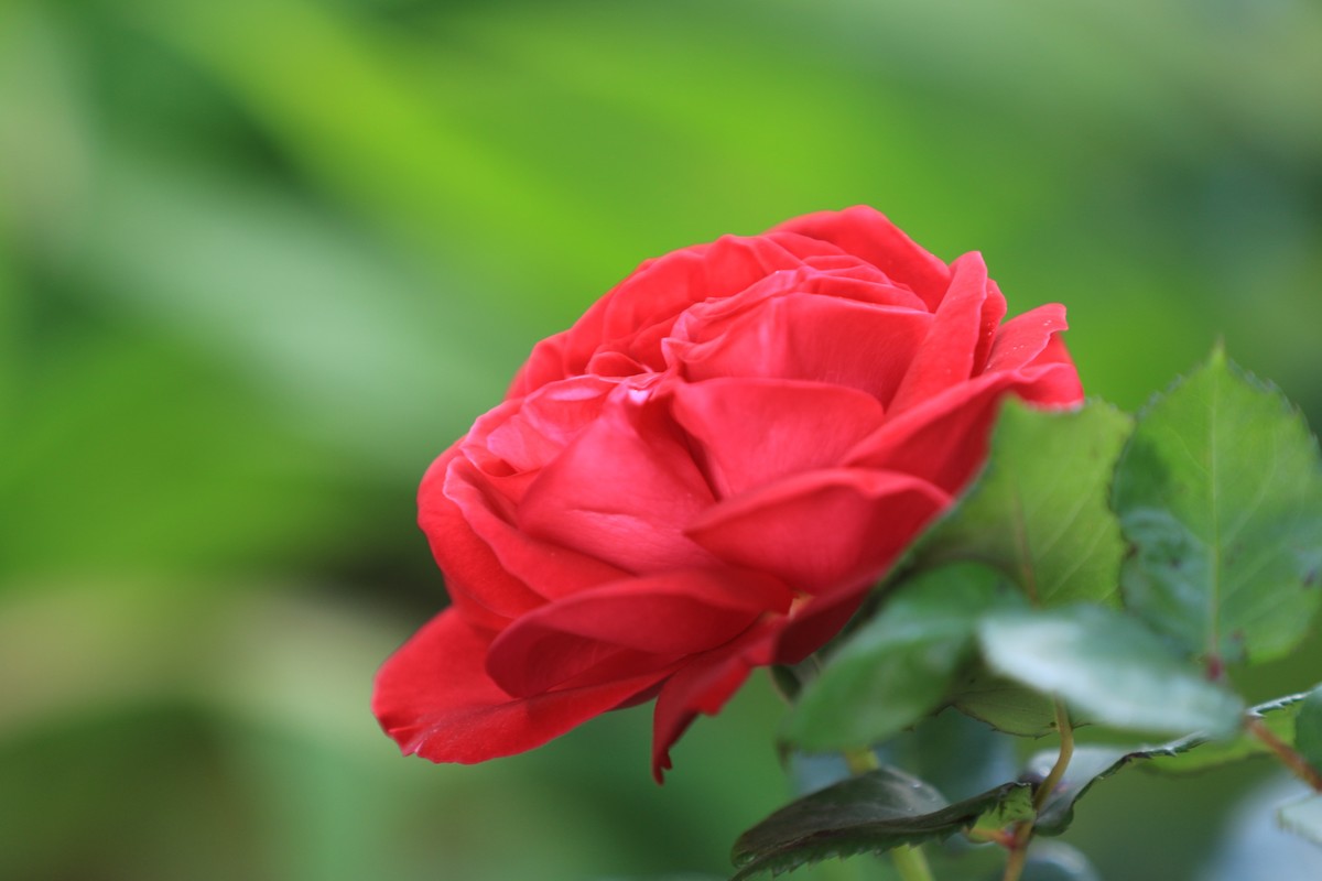 两机相比同样不差