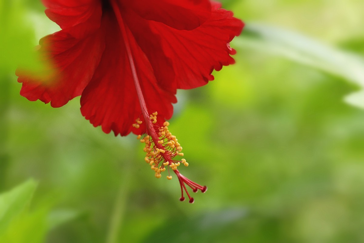 艳丽多彩扶桑花.