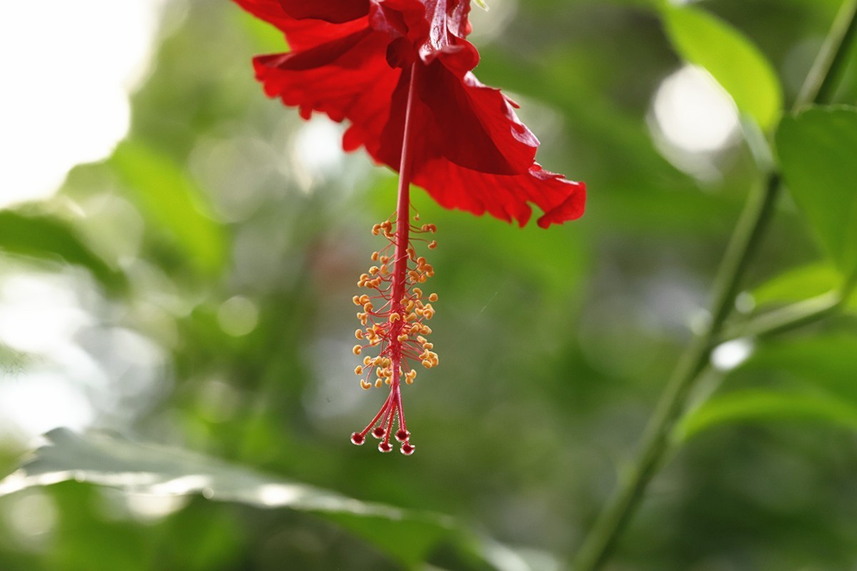 艳丽多彩扶桑花.