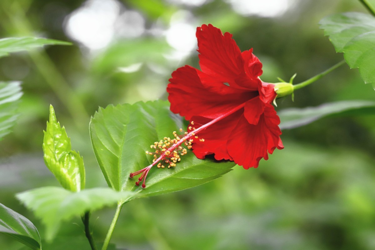 艳丽多彩扶桑花.