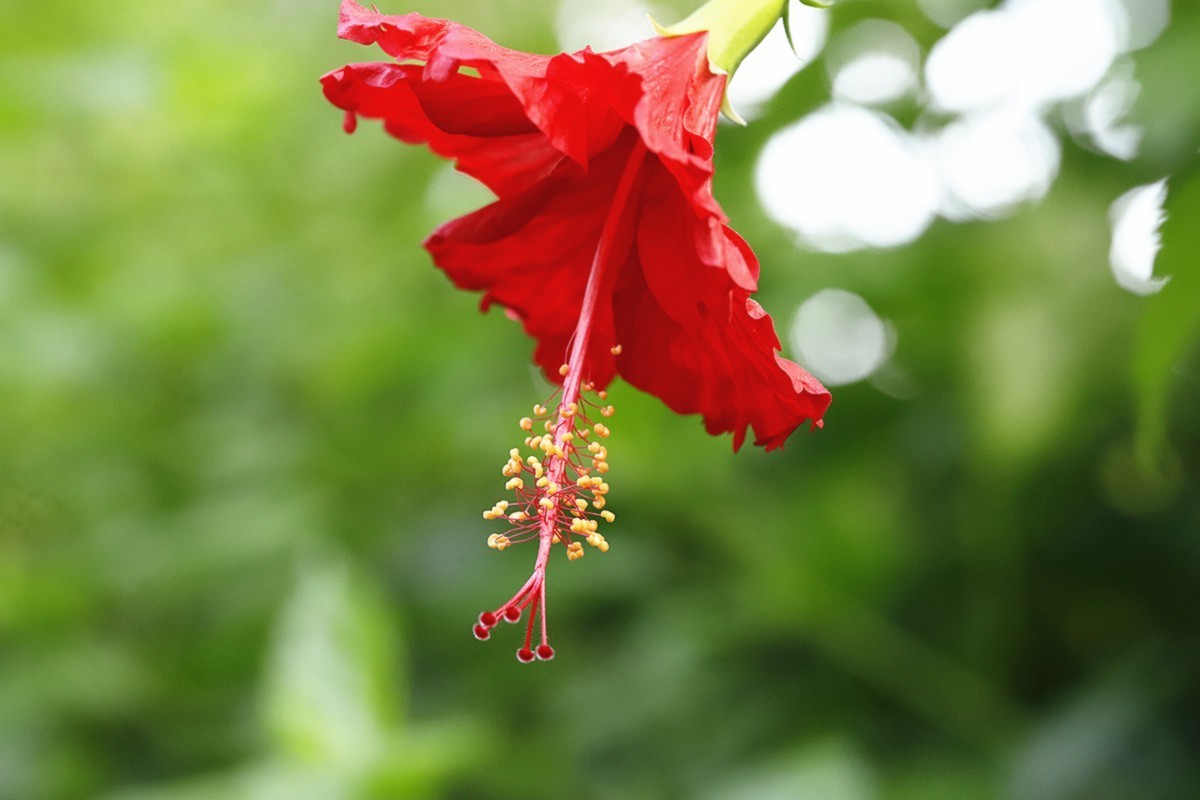 艳丽多彩扶桑花.