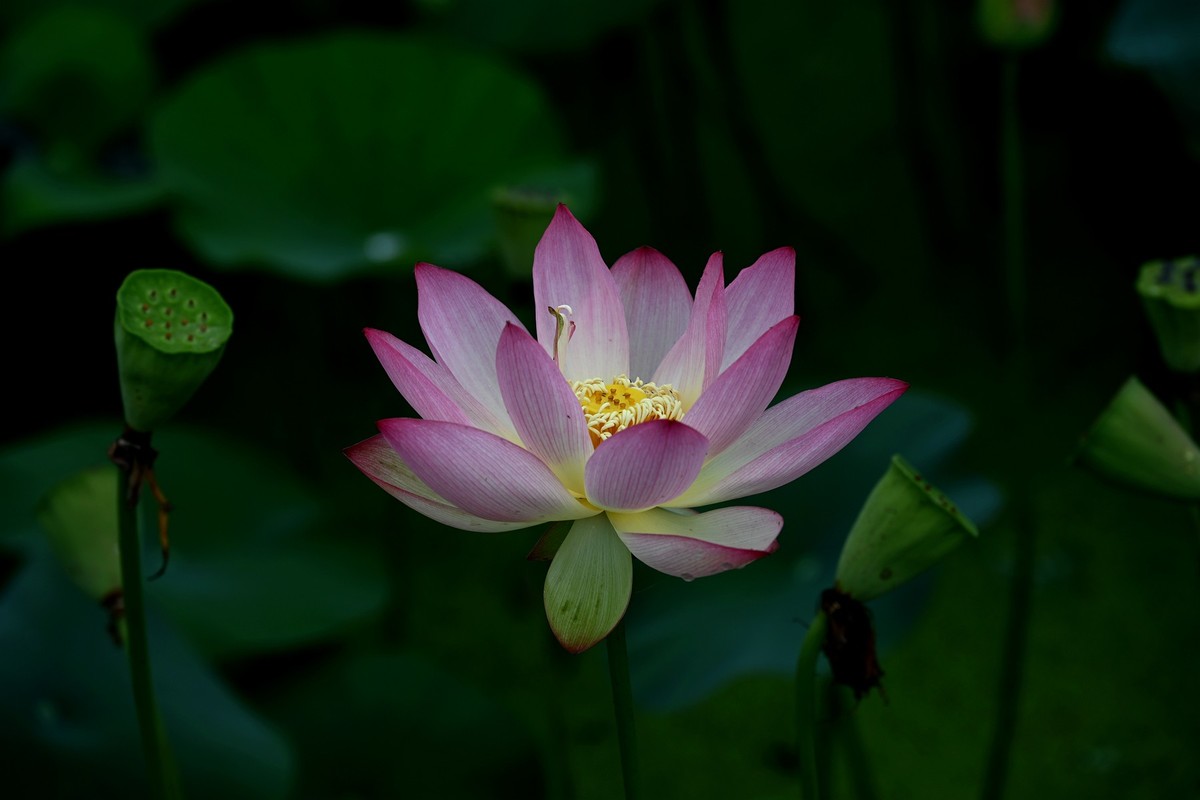荷花