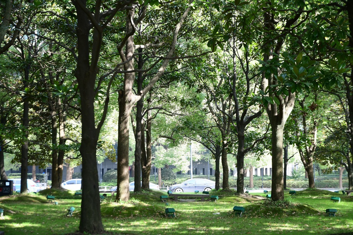 上海街头冬天的绿意浓浓