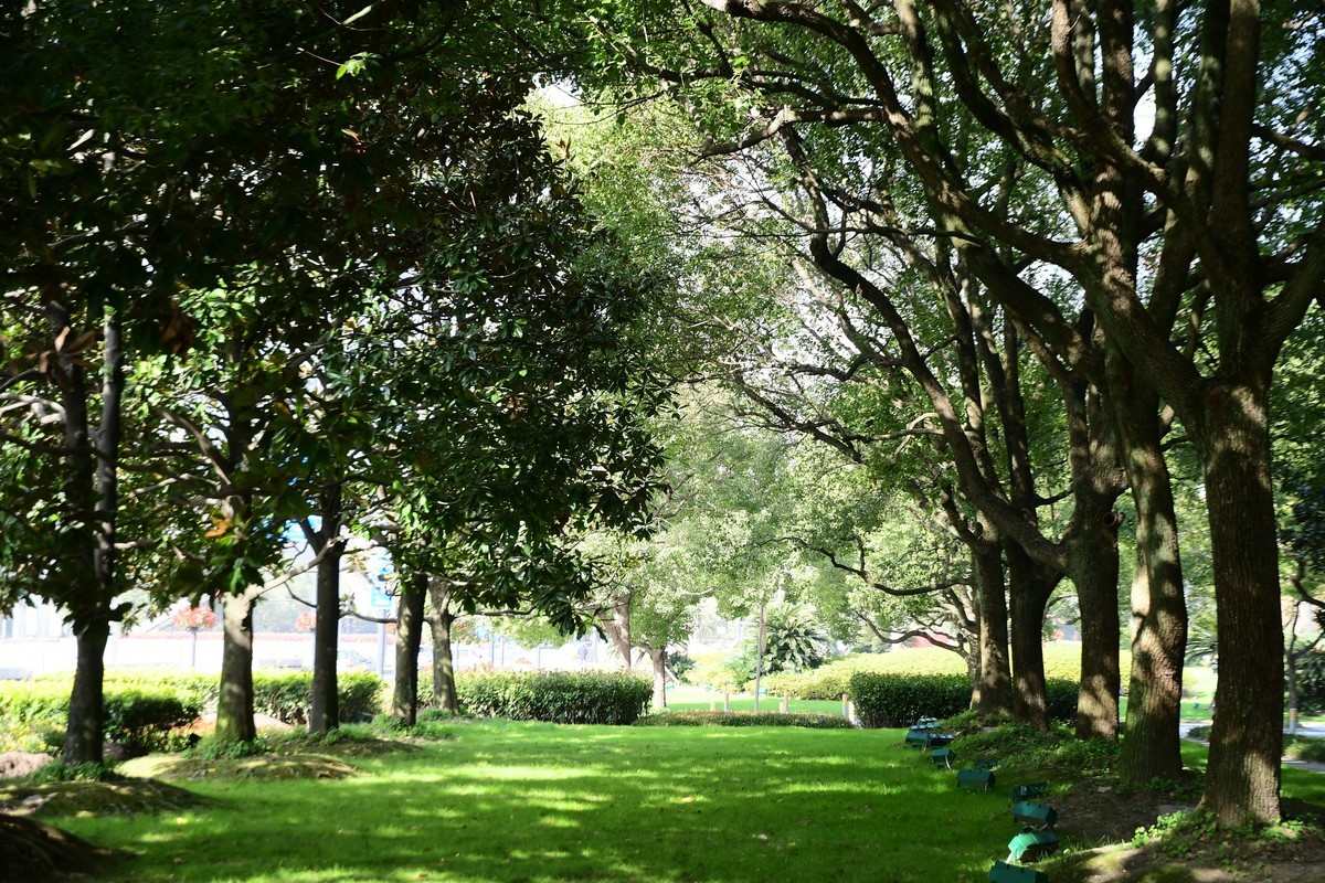 上海街头冬天的绿意浓浓