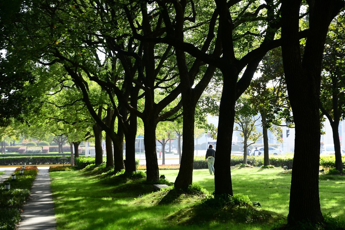 上海街头冬天的绿意浓浓
