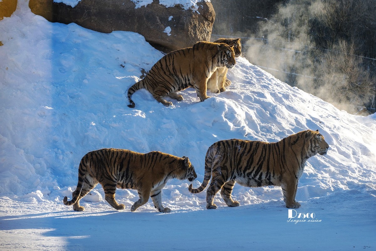 东北虎林园（7）