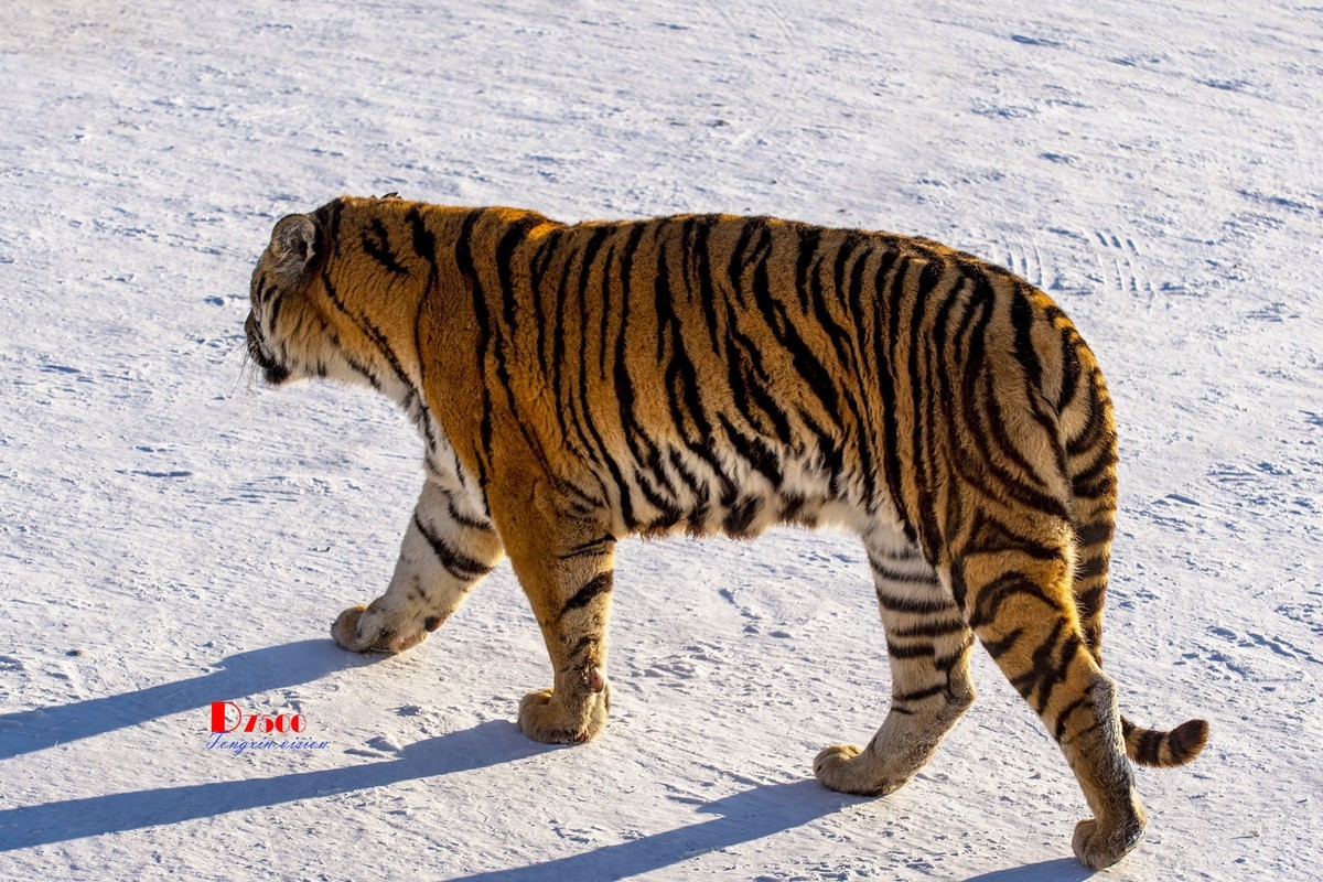 东北虎林园（7）