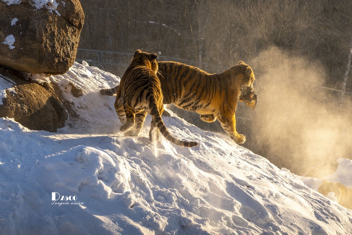 东北虎林园（7）