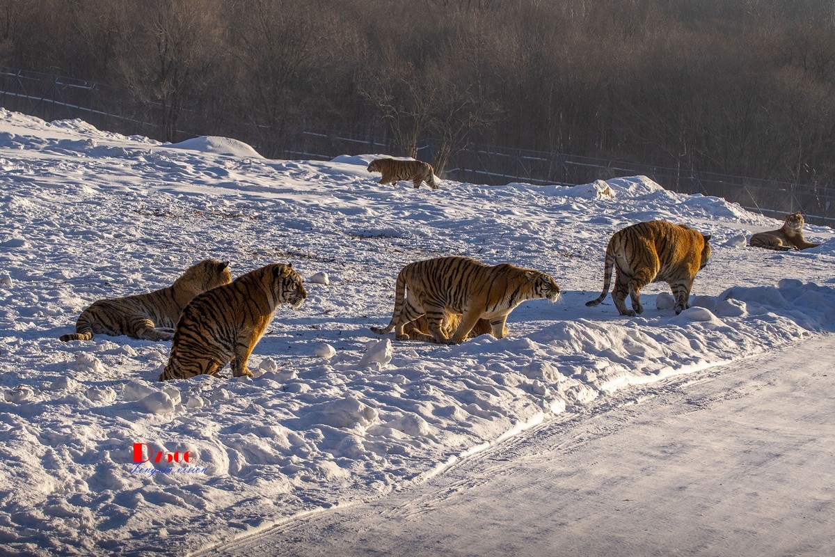 东北虎林园（7）