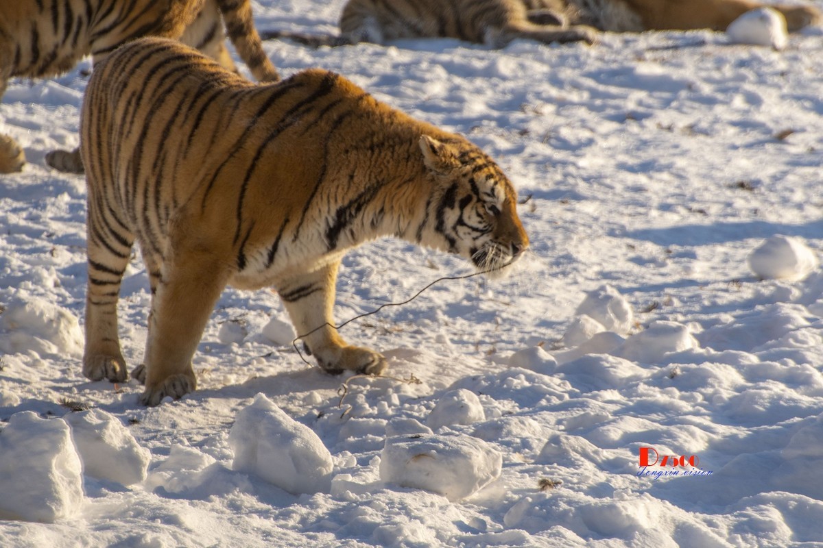 东北虎林园（7）
