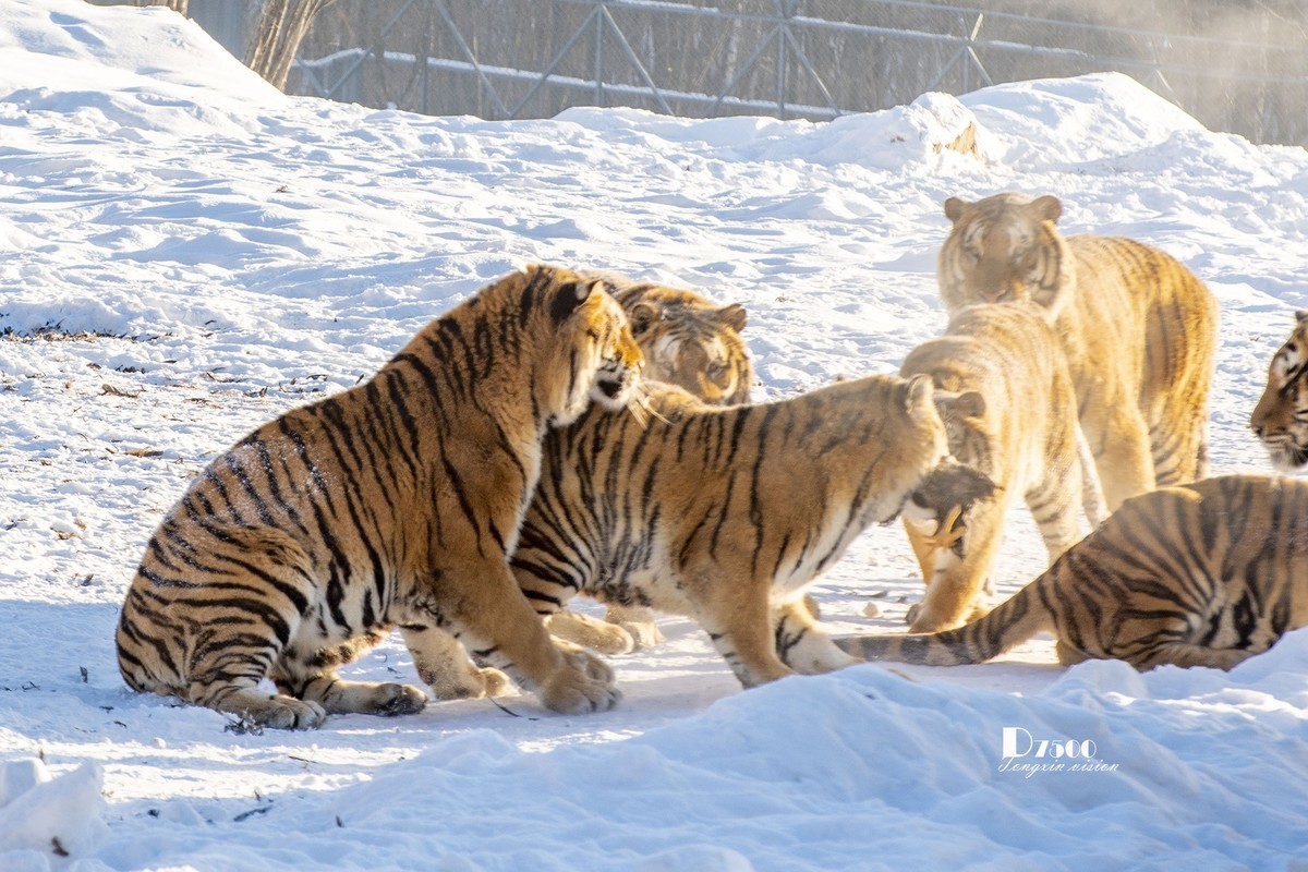 东北虎林园（7）