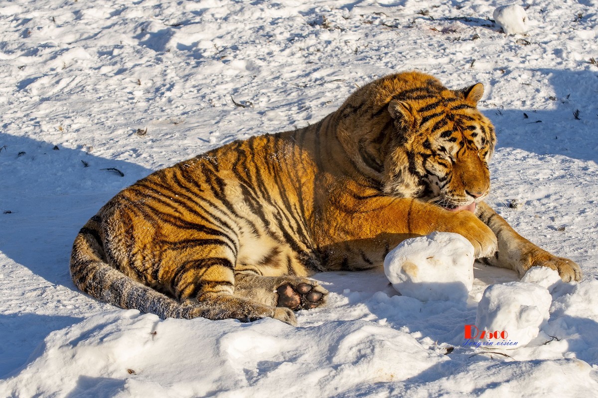 东北虎林园（7）