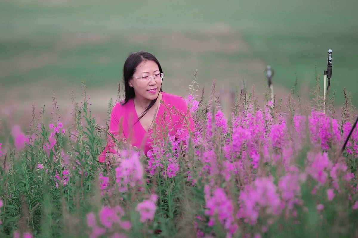 柳兰丛中的紫衣倩影