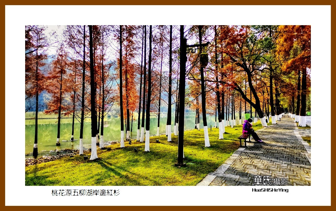 2021南行慢游（湖南154）—桃花源五柳湖岸边红杉（常德市）