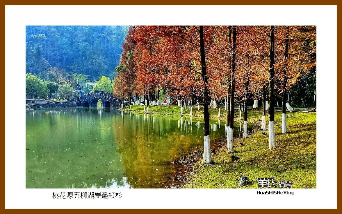 2021南行慢游（湖南154）—桃花源五柳湖岸边红杉（常德市）