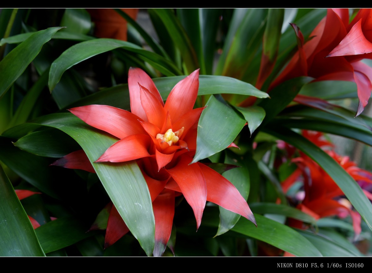 生态园拍花卉－水塔花