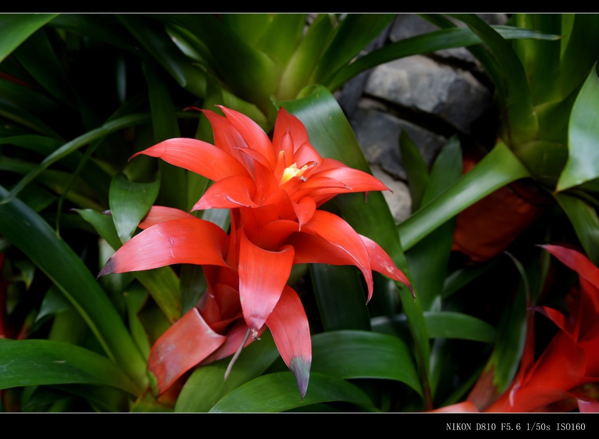 生态园拍花卉－水塔花