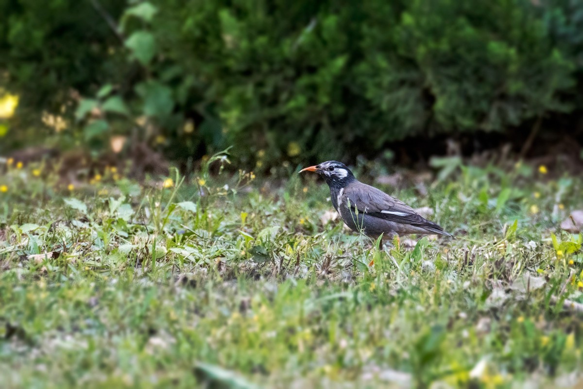 灰椋鸟（十三）
