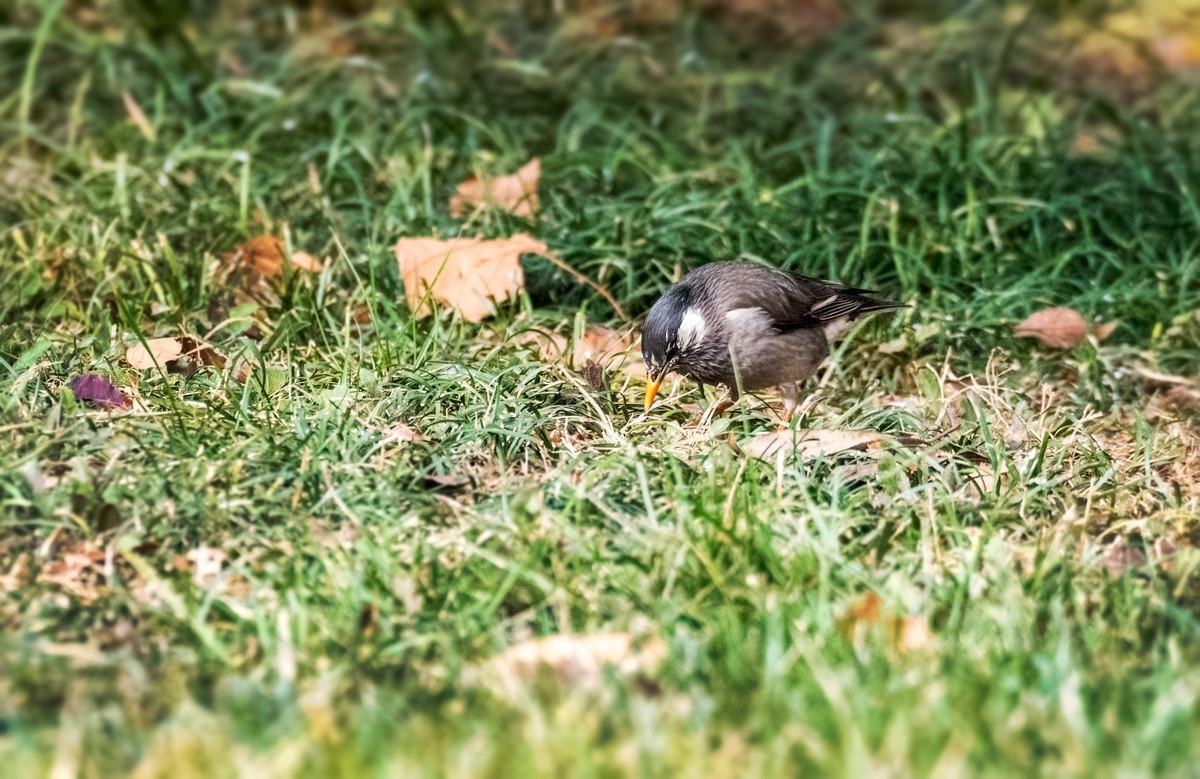 灰椋鸟（十三）