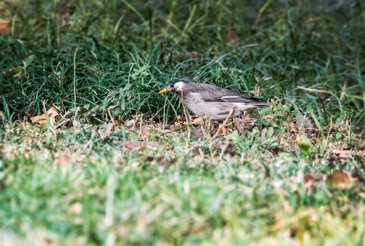 灰椋鸟（十三）