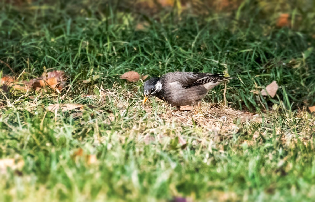 灰椋鸟（十三）