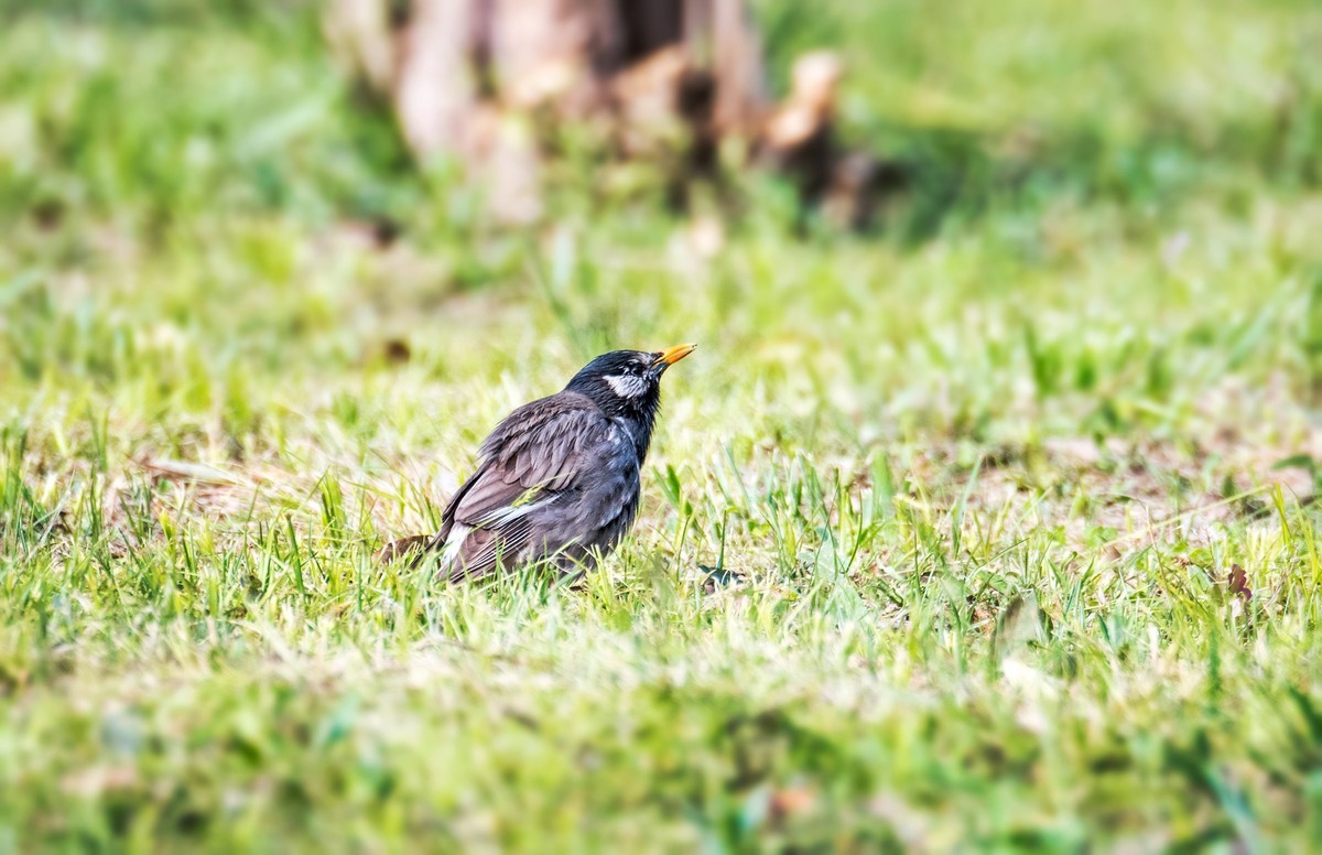 灰椋鸟（十三）