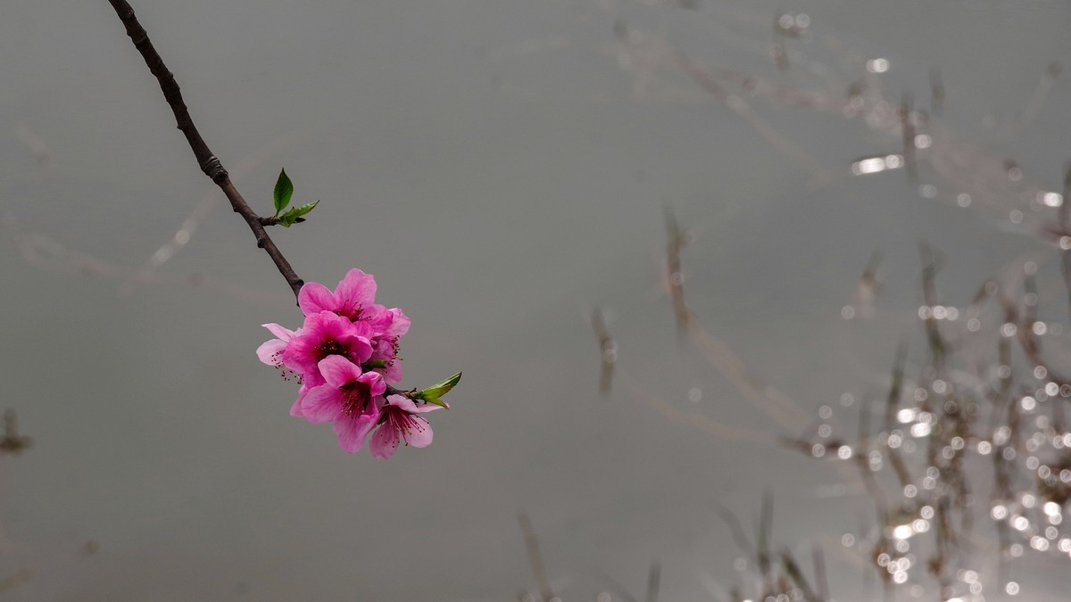 春日探访成都龙泉桃花沟【5】