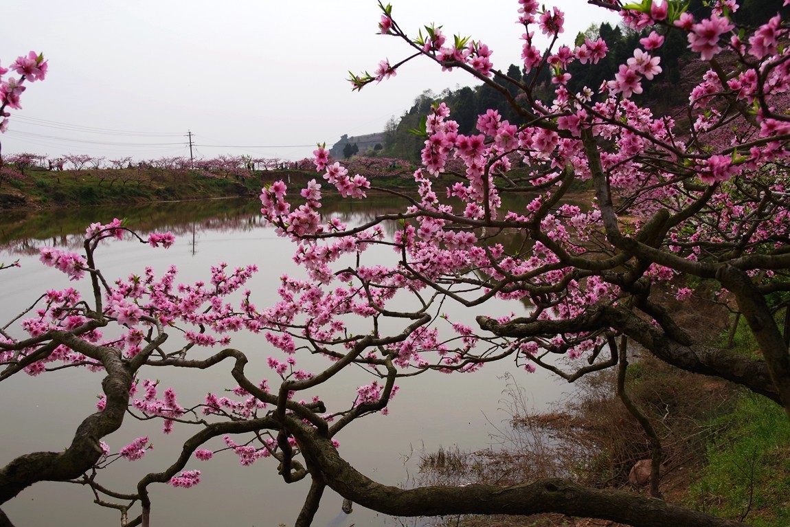 春日探访成都龙泉桃花沟【5】